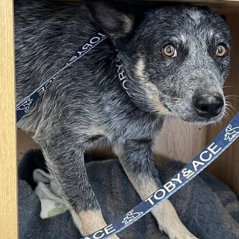 Clancy -  Australian Cattle Dog Blue Heeler Dog for Adoption in Pagosa Springs, Colorado - Clancy | PetCurious