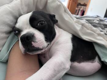 Rescue Boston Terrier Dogs for Adoption in New York, New York - Blitz | PetCurious