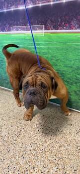 PANCHO -  American Bulldog and Mixed Breed Dog for Adoption in Doral, Florida - PANCHO | PetCurious