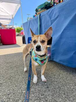 Rat Terrier and Chihuahua Dogs Available for Adoption in Vandergrift, Pennsylvania - ZANE | PetCurious