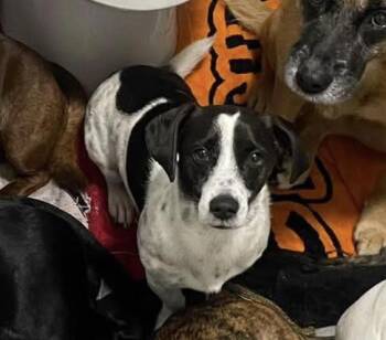 Jack Russell Terrier and Dachshund Dogs Available for Adoption in New York, New York - Yogi  | PetCurious