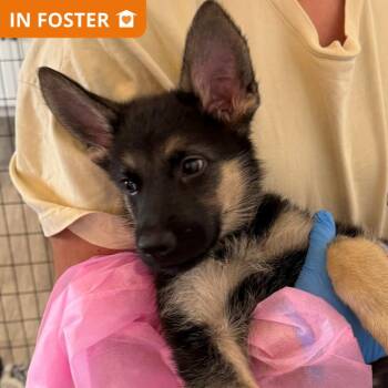 Little Forest Fellow -  German Shepherd Dog and Mixed Breed Dog for Adoption in Los Angeles, California - Little Forest Fellow | PetCurious