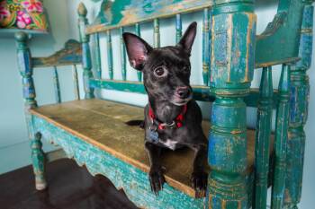 Lydia -  Chihuahua Dog for Adoption in San Antonio, Texas - Lydia | PetCurious