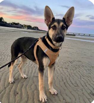 Knight the Cuddly Adorable Boy -  German Shepherd Dog Dog for Adoption in Baytown, Texas - Knight The Cuddly Adorable Boy | PetCurious