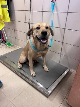 Rescue Labrador Retriever and Mixed Breed Dogs for Adoption in Bossier City, Louisiana - Nash | PetCurious