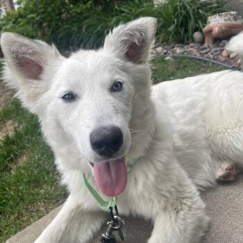 Giggles -  Mixed Breed Dog for Adoption in Buffalo, Minnesota - Giggles | PetCurious