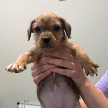 Verity 22716 -  Wirehaired Terrier and Beagle Dog for Adoption in Cumming, Georgia - Verity 22716 | PetCurious