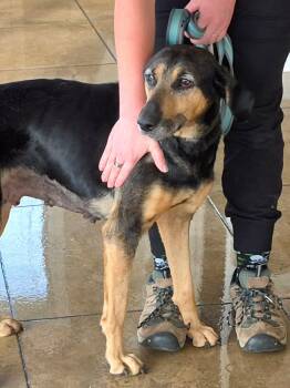 Rescue Black And Tan Coonhound Dogs for Adoption in Campbellsville, Kentucky - Suzie | PetCurious