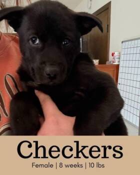 Rosie (Myrcella (Checkers)) -  Belgian Shepherd Malinois Dog for Adoption in Colorado Springs, Colorado - Rosie (Myrcella (Checkers)) | PetCurious