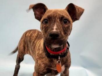 Candy Land -  Retriever and Mixed Breed Dog for Adoption in Golden Valley, Minnesota - Candy Land | PetCurious