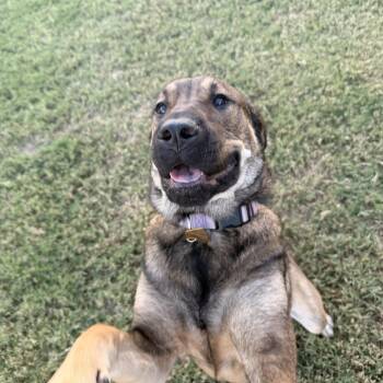 Nova -  Black Mouth Cur and Plott Hound Dog for Adoption in Choctaw, Oklahoma - Nova | PetCurious