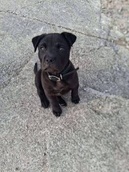 Pit Bull Terrier and Labrador Retriever Dogs Available for Adoption - Batman | PetCurious