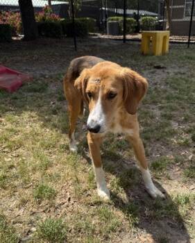 Hound and Mixed Breed Dogs Available for Adoption in Conway, South Carolina - Cinco(HW+) | PetCurious