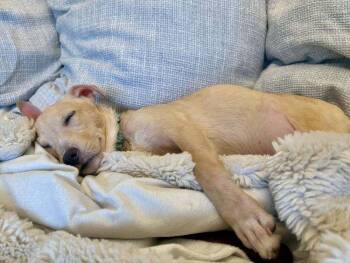 Arthur Morgan -  Mixed Breed Dog for Adoption in Brookshire, Texas - Arthur Morgan | PetCurious