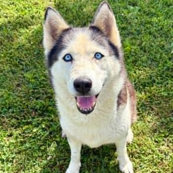 Sage -  Husky Dog for Adoption in Rushville, Illinois - Sage | PetCurious