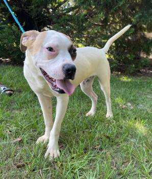Rescue Boston Terrier and American Bulldog Dogs for Adoption in Troy, Alabama - Waze | PetCurious