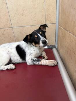 Beuferd -  Mixed Breed Dog for Adoption in Hobbs, New Mexico - Beuferd | PetCurious