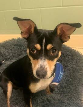 Chihuahua Dogs Available for Adoption in Kalamazoo, Michigan - Bradley | PetCurious