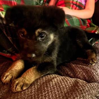 Rescue Mixed Breed Dogs for Adoption in Redwood Valley, California - Puppy Jack | PetCurious