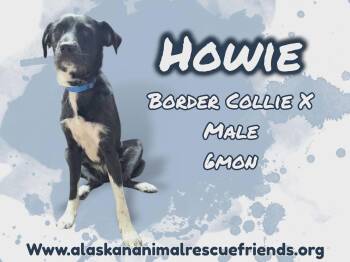 Border Collie Dogs Available for Adoption in Anchorage, Alaska - Howie | PetCurious