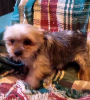 Yorkshire Terrier Dogs Available for Adoption - CORY | PetCurious