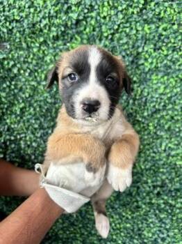 Shepherd and Mixed Breed Dogs Available for Adoption - 60783681 | PetCurious