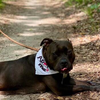 Shamrock -  Mixed Breed Dog for Adoption in Newark, New Jersey - Shamrock | PetCurious