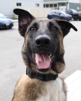 Anchor -  Belgian Shepherd Malinois Dog for Adoption - Anchor | PetCurious