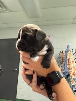 Rescue Dachshund and Mixed Breed Dogs for Adoption in Belleville, Illinois - LINK | PetCurious