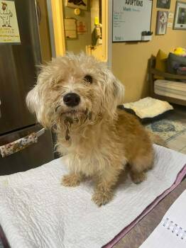 Rescue Havanese Dogs for Adoption in Benton, Louisiana - Geostorm (NOT YET AVAILABLE) | PetCurious