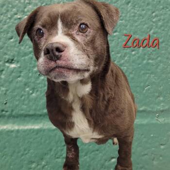 Boston Terrier and Chocolate Labrador Retriever Dogs Available for Adoption in Parkersburg, West Virginia - Zada | PetCurious