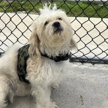 Bean -  Poodle and Maltese Dog for Adoption in Uniontown, Pennsylvania - Bean | PetCurious