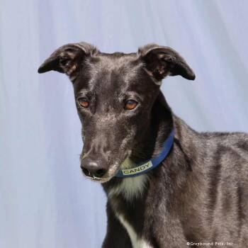 Candy -  Greyhound Dog for Adoption in Woodinville, Washington - Candy | PetCurious