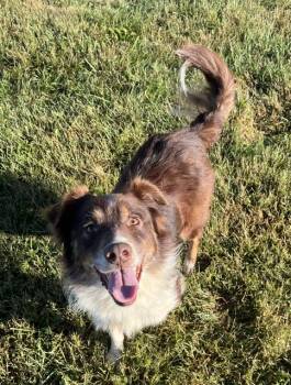Carter -  Australian Shepherd Dog for Adoption in Winchester, Kentucky - Carter | PetCurious