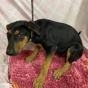 CHIEF -  Doberman Pinscher and Mixed Breed Dog for Adoption in Modesto, California - CHIEF | PetCurious