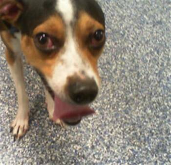SCOTTIE -  Chihuahua and Mixed Breed Dog for Adoption in Charlotte, North Carolina - SCOTTIE | PetCurious