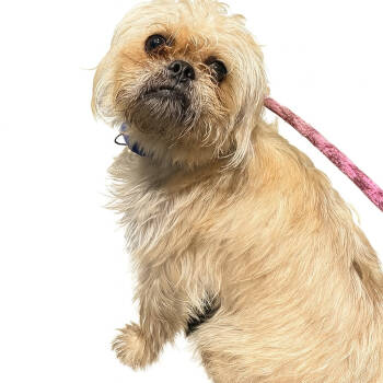 Rescue Brussels Griffon Dogs for Adoption in Tucson, Arizona - Tee | PetCurious