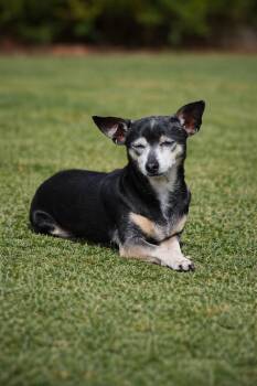 Chihuahua Dogs Available for Adoption in Evans, Georgia - CRICKET | PetCurious