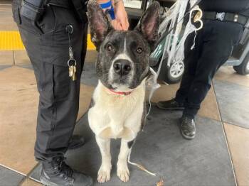 HERO -  Akita Dog for Adoption in San Jose, California - HERO | PetCurious