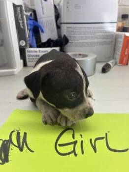 Akira -  Pit Bull Terrier and Mixed Breed Dog for Adoption in Gainesville, Florida - Akira | PetCurious