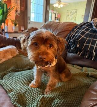 Ollie -  Yorkshire Terrier Dog for Adoption in Spring, Texas - Ollie | PetCurious