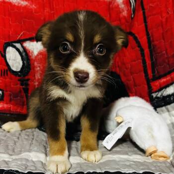 Perdita -  Pomsky Dog for Adoption in Oak Bluffs, Massachusetts - Perdita | PetCurious