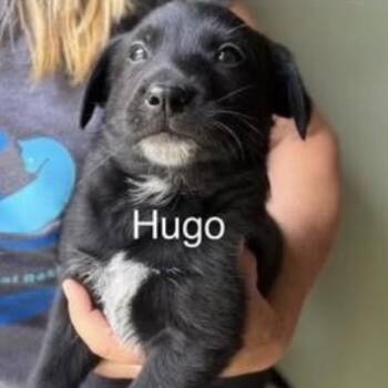 Hugo -  Golden Retriever Dog Available for Adoption in Larkfield-wikiup, California - Hugo | PetCurious