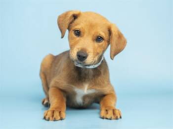 Australian Cattle Dog Blue Heeler Dogs Available for Adoption - KAI | PetCurious