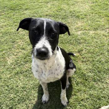 Mixed Breed and Cairn Terrier Dogs Available for Adoption in Tunica, Mississippi - Scout  | PetCurious