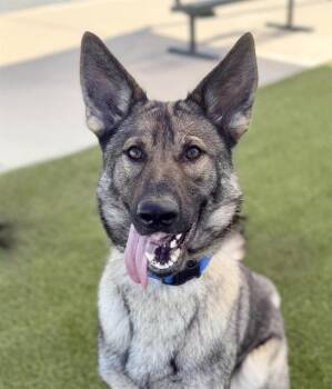 OCEAN -  German Shepherd Dog Dog Available for Adoption in Auburn, California - OCEAN | PetCurious