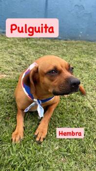 Mixed Breed Dogs Available for Adoption in Naranjito, Naranjito - Pulguita | PetCurious