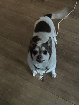 Chihuahua Dogs Available for Adoption in Taycheedah, Wisconsin - Nellie | PetCurious