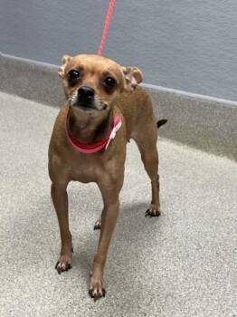 LEXA -  Chihuahua Dog for Adoption in Las Vegas, Nevada - LEXA | PetCurious