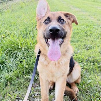Whiskey -  German Shepherd Dog Dog for Adoption - Whiskey | PetCurious